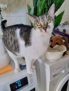 Ludvik